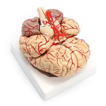 Модел на анатомични органи за препарирования мозъка на човек в реален размер 1:1