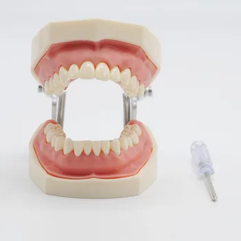 Стоматологичната лаборатория Меки Венци Модел на зъбите на Подмяна на зъбите, за да се учат на Студентска практика